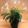 Neofinetia falcata Daiunkai 大雲海 Япония